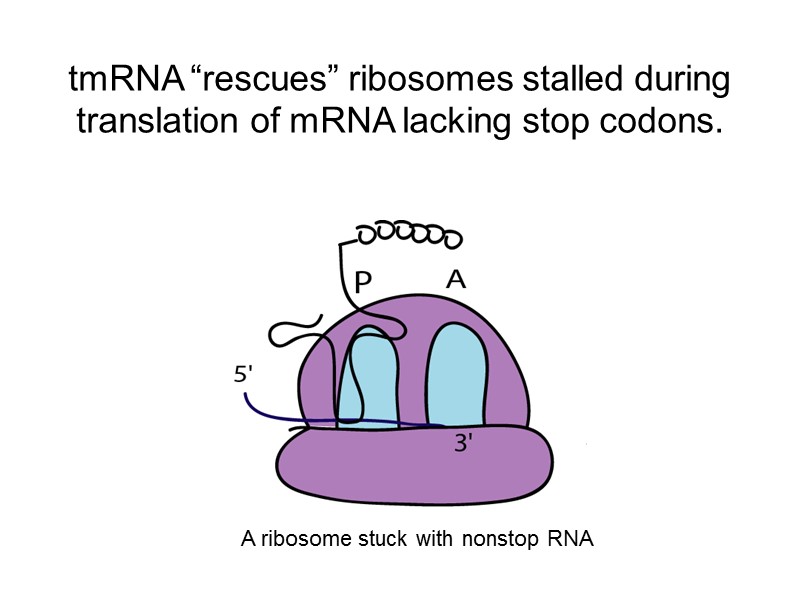 tmRNA “rescues” ribosomes stalled during translation of mRNA lacking stop codons.   